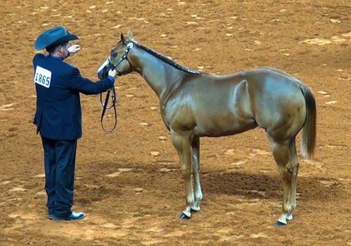 Equi-Gloss