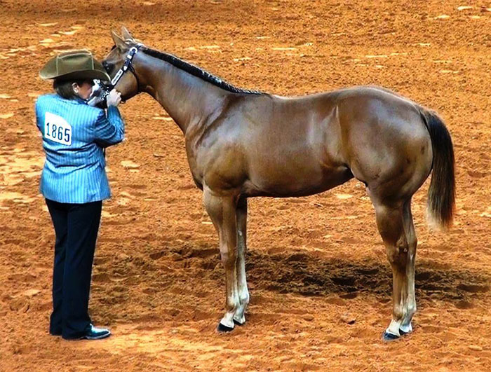 Equi-Gloss