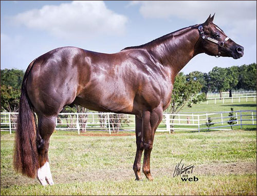 Champion Horse